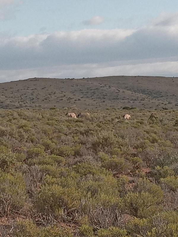 4 Bedroom Property for Sale in Riversdale Western Cape